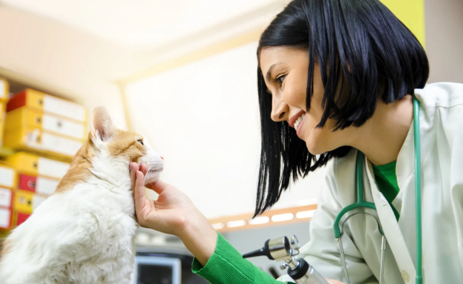 Staff Looking and Touching Cat's Face, Cat looking at Staff